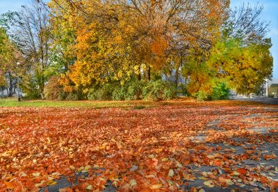 Fall Landscape Care