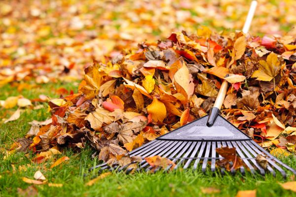 Cost of Leaves Removal in Herndon