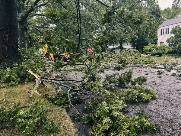 Cost of Tree Branch Disposal in Herndon