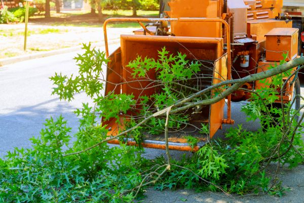 Cost of Tree Branches Removal in Herndon