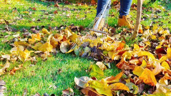Cost of Lawn Cleanup Service in Herndon