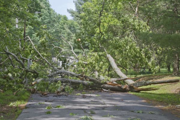 Cost of Tree Debris Removal in Herndon